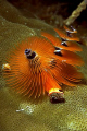 Spirografo - Wakatobi