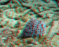 3D Marine Life