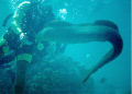 Moray