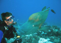 Who's looking at who?
Humphead Wrasse, Bora Bora
