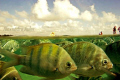 Porto de Galinhas natural pools.
