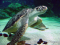 Hawksbill