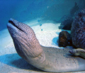 Moray eel