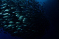 school of Jack 