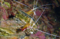 White Striped Shrimp taken in the Adaman Sea on Ocean Rover in 2004.
