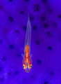 Small GOBY on blue sponges. D70s, 105mm. Kapalai