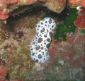 Nudibranco a Portofino