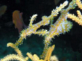 A pair of Harlequin Ghost Pipefish taken at Similan Island with Olympus c5060.