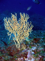 Portofino. Secca Carega. Gorgonia.