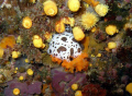 Portofino. Secca Carega. Nudibranco.