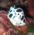 Portofino. Torretta. Nudibranco.