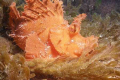 Rhinopius on the wreck Tug II out from Flic en Flac on the West side of Mauritius.
