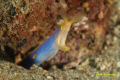 Ribbon eel at Anilao with my Canon 350D 