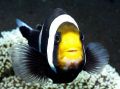 Agro anemone fish decided that it was NOT ready for its close-up! D100, 60mm lens in Ike housing