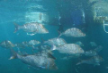 Friendly snapper at Coral Bay Western Australia