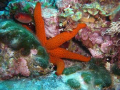 Shy Marine Star taken in Sardinia. Depth ca.32 M