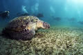Turtle and Divers