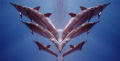 Dolphin fantasy, a morphed view of an earlier entry. Maui Hi