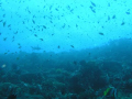 Bali Shark Banquet