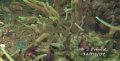 See me? Freshwater Sculpin hiding in a bed of Zebra mussels and freshwater sponges.  Saint-Laurent River, Canada.