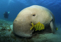 Dennis the Dugong