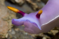 Curious Nudibranch in Lembeh Strait