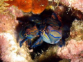 Mating Mandarin Fishes
Sabang Bay, Sabang, Puerto Gallera