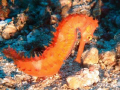Beautiful Seahorse at 32m 
Puerto Gallera, Sabang, Philippines