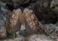 Cheek to Cheek! Indonesia / Lembeh Strait