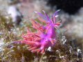 Nudibranch