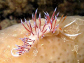 Nudibranch
Nikon Coolpxi P500, housing Ikelite, strobe DS50