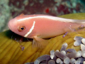 Family Life: Anemone with clownfish and2 glassshrimps
Andaman Sea / Thailand
Foto copyright by Juerg Ziegler
