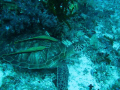 2 remoras
balicasag island
canon g7
