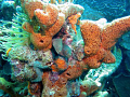 Twin eels - taken in Bonaire 