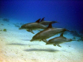 wild dolpins in Hurghada,
Sony DSC-P12