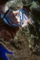 Fan Dancer , Bonaire