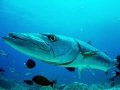 Big Barracuda (1.50 m) comes close to check out what is happening here
Burmese Banks, at around 24m, Myanmar/Burma
Copyright by Juerg Ziegler
