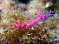 Flabellina affinis
Nikon coolpix P5000, housing Ikelute, strobe Ikelite DS 50