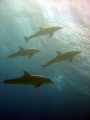 Diving with wild dolpins in Hurghada.
DSC-P12