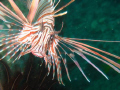 Lion Fish, Julian Rocks, Byron Bay