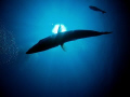 Big Barracuda in the Sund

Burmese Banks, Myanmar/Burma
Copyright by Juerg Ziegler