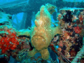 Giant Frogfish on Wreck says hallo

Mabul, Sabah/Malaysia