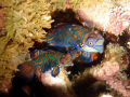 Mating Mandarin Fishes having Fun

Sabang, mandarin Rock, Puerto Gallera, Philippines