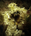 Octopus on a rock, isla malgrats - mallorca, with my ordinary camera and hand help light