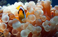 Clownfisch