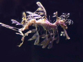 seadragon