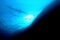 A wall of sardines under a small fishing boat