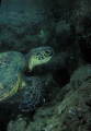 Green Turtle, Tunnels, Kauai