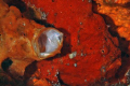 Male (relaxing) and Female Frogfish,  Nikon D80, 60mm