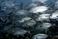Big eye trevally and they were big! :)
